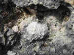 Eucidaris zeamays  в породе