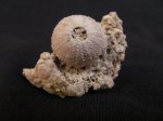 Psammechinus
