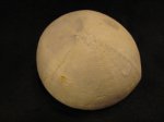 Echinocorus scutata