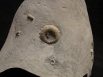 Phymosoma