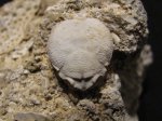 Petrolisthes magnus