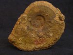 Harpoceras