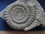 Arietites