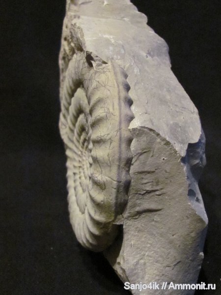 аммониты, юра, головоногие моллюски, устье, Ammonites, Arietites, Arietitidae, Jurassic