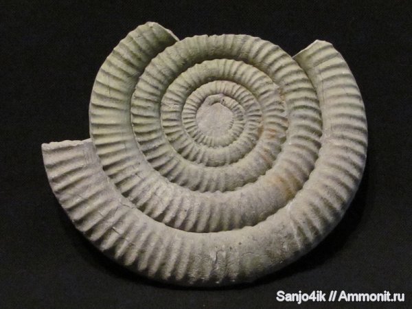 аммониты, юра, головоногие моллюски, Ammonites, Jurassic