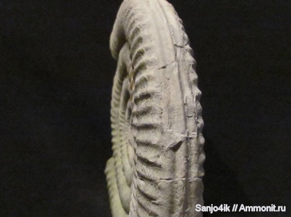 аммониты, юра, головоногие моллюски, Ammonites, Jurassic