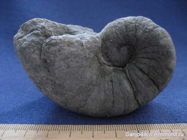юра, головоногие моллюски, Jurassic