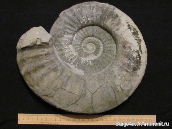аммониты, юра, головоногие моллюски, Ammonites, Jurassic