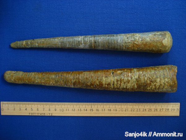 ортоцерасы, девон, головоногие моллюски, Devonian, Orthoceras, Orthocerida