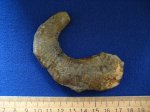 Cyrtoceras