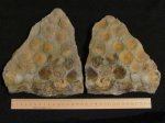 Nemiana simplex