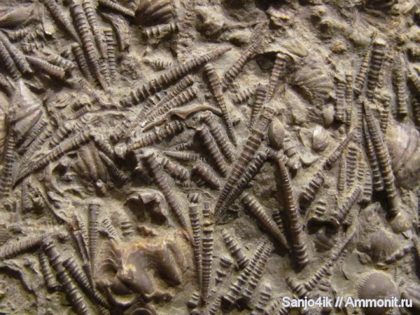 девон, Devonian, тентакулиты, Tentaculites, Tentaculita