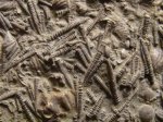 Tentaculites