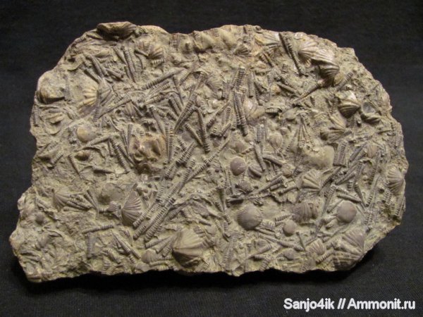 девон, Devonian, тентакулиты, Tentaculites, Tentaculita