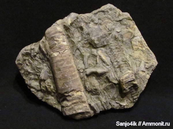 ортоцерасы, девон, головоногие моллюски, Devonian, Orthoceras, Orthocerida