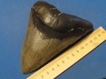 megalodon USA