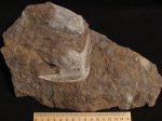 Stensiopelta pustulata