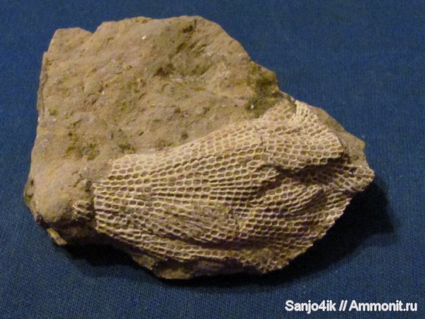 силур, мшанки, Silurian, Lyropora