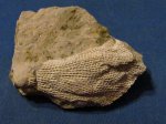 Lyropora