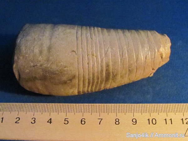 ортоцерасы, силур, головоногие моллюски, Silurian, Oncocerida, Cyrtoceras