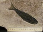 Mioplosus labracoides