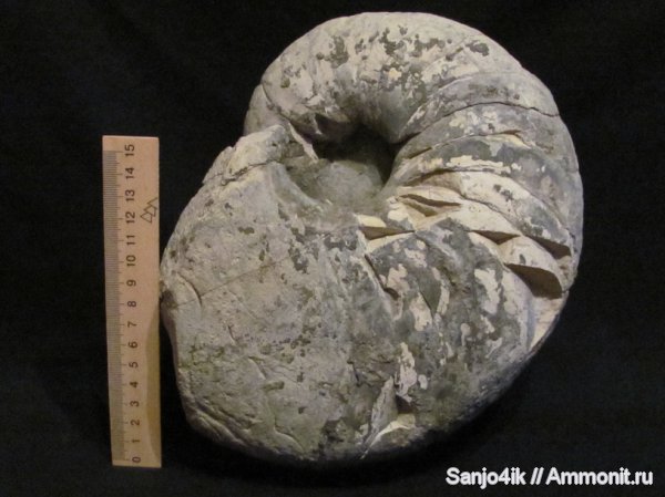 юра, наутилусы, головоногие моллюски, Jurassic