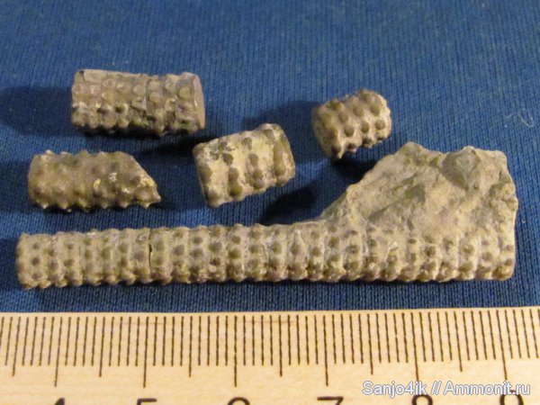 морские лилии, иглокожие, силур, криноидеи, Silurian, Podoliocrinus nikiforovae, Podoliocrinus