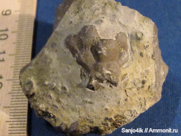морские лилии, иглокожие, силур, криноидеи, Silurian, Podoliocrinus nikiforovae, Podoliocrinus
