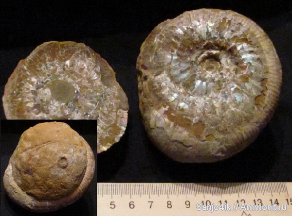 аммониты, юра, головоногие моллюски, Ammonites, Jurassic