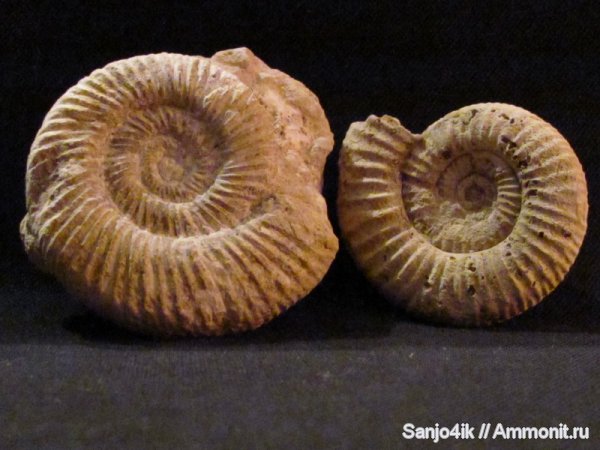 аммониты, юра, головоногие моллюски, Ammonites, Jurassic