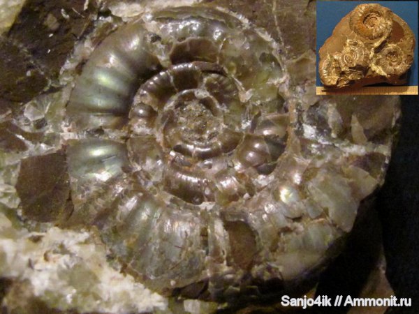 аммониты, юра, головоногие моллюски, Ammonites, Jurassic