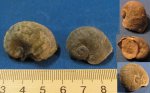 Platyostoma sp.