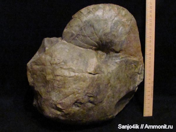 юра, головоногие моллюски, Jurassic