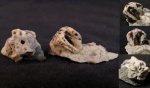 Морская лилия Pentacrinus amblyscalaris
