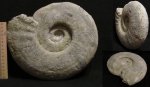 SONNINIA sp.