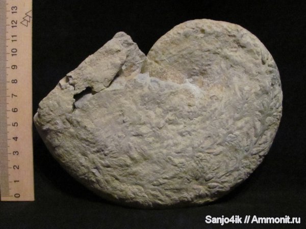 аммониты, юра, головоногие моллюски, Ammonites, Jurassic