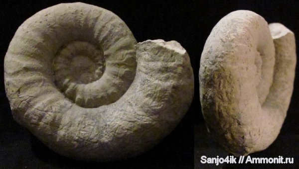 аммониты, юра, головоногие моллюски, Ammonites, Jurassic