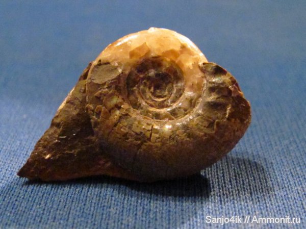аммониты, юра, головоногие моллюски, Ammonites, Jurassic