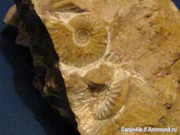 аммониты, юра, головоногие моллюски, Ammonites, Jurassic
