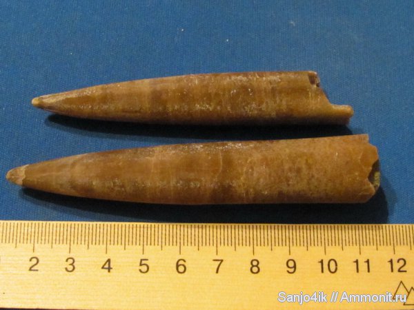 белемниты, юра, головоногие моллюски, Jurassic, belemnites