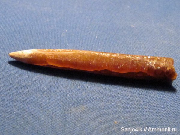 белемниты, юра, головоногие моллюски, Jurassic, belemnites