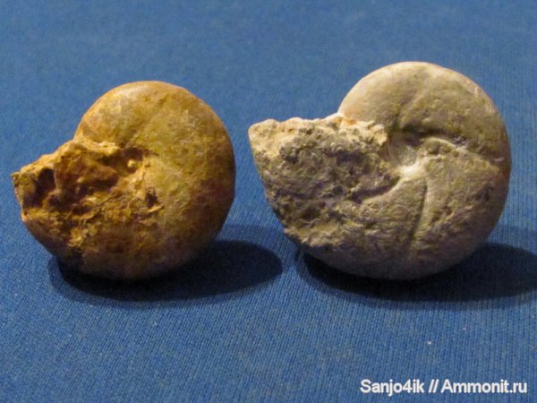 аммониты, юра, головоногие моллюски, Calliphylloceras, Ammonites, Jurassic
