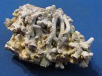 Glomerula