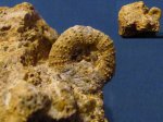 Морской еж Phymosoma