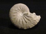 Taramelliceras sp.