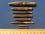 Hibolites beyrichi