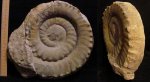 Eoderoceras sp.