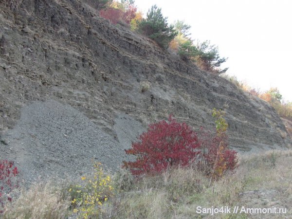 ортоцерасы, девон, Devonian