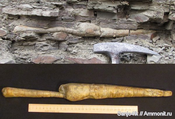 ортоцерасы, девон, Devonian