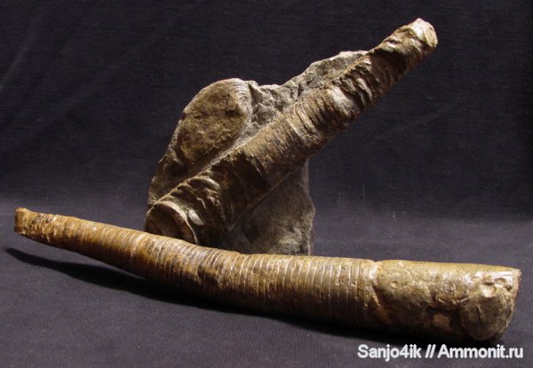 ортоцерасы, девон, Devonian